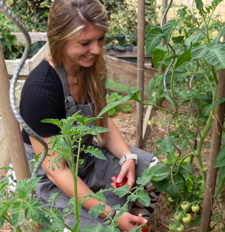 Marine Lucas cueille des tomates dans son potager