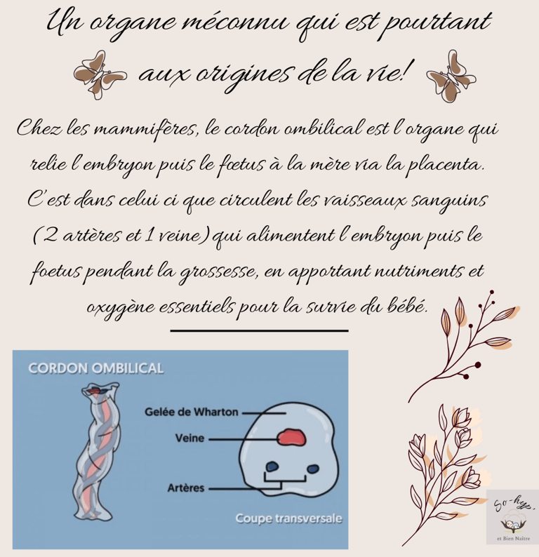 cordon ombilical