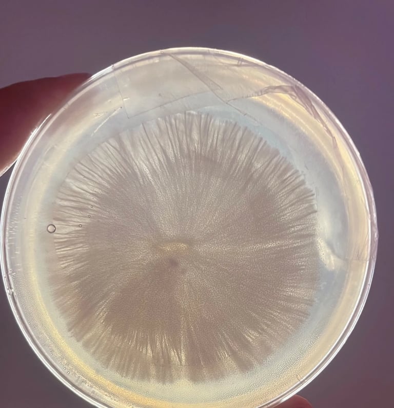 Mycélium de Psilocybes Cubensis avec une croissance rhizomorphique sur gélose