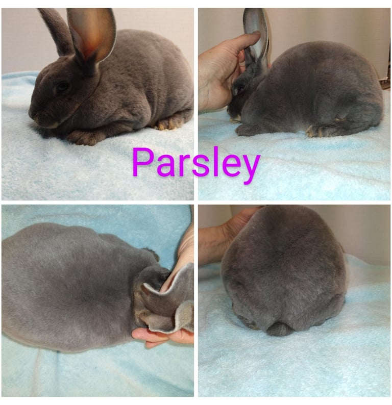 Our Rabbit Parsely