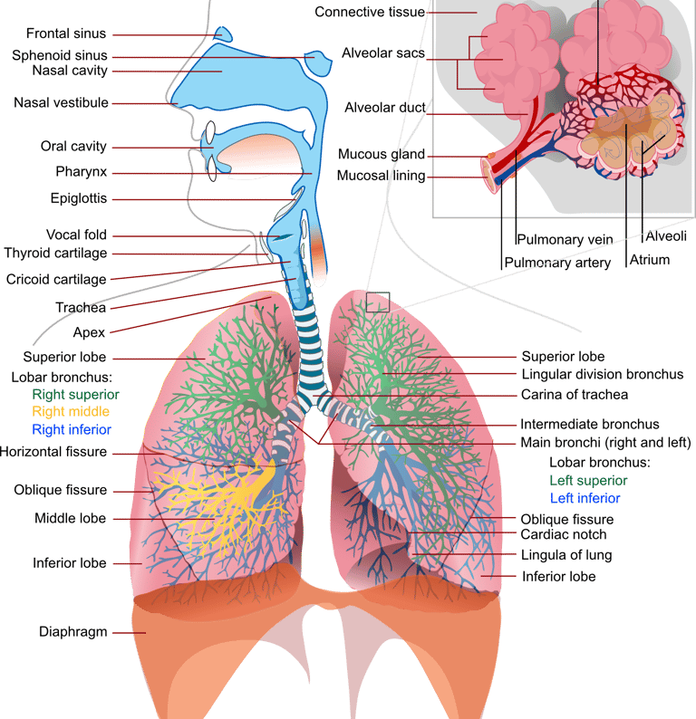 Ilustração do sistema respiratório que é a base do treinamento vocal.
