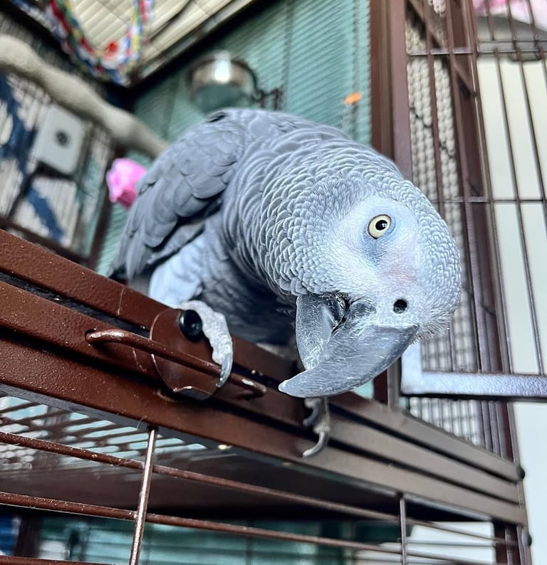 Adopt African Grey near me