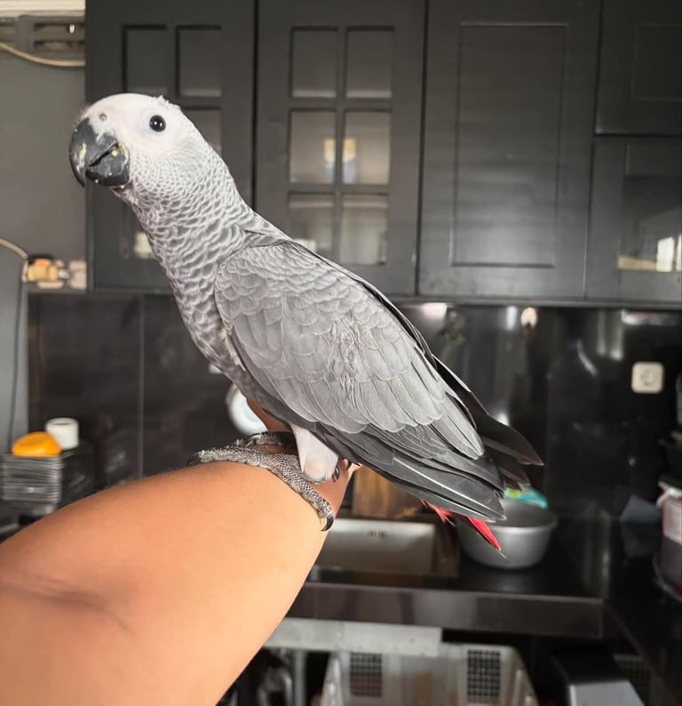 African Grey talking parrot for sale