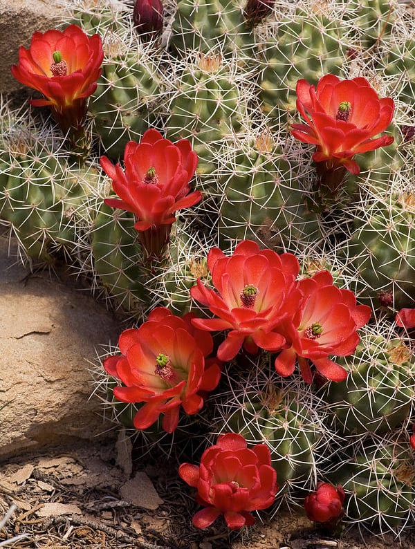 Multiple Claret Cup Cacti with red flowers