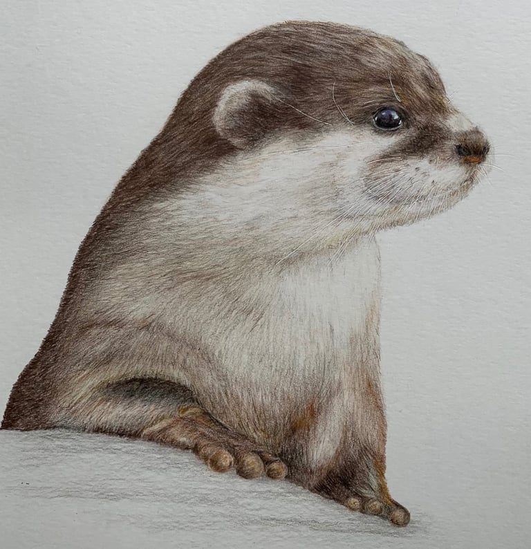 Otter