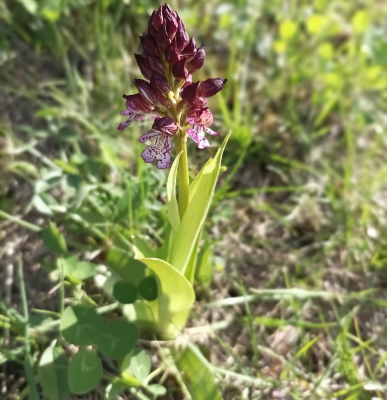 The wild orchid