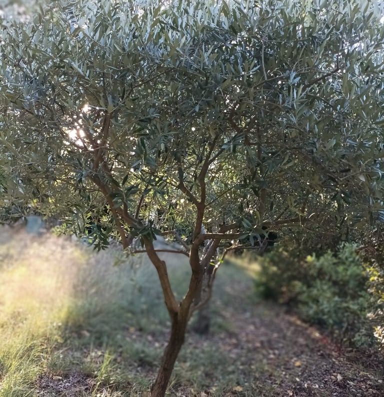 A more recent planting.