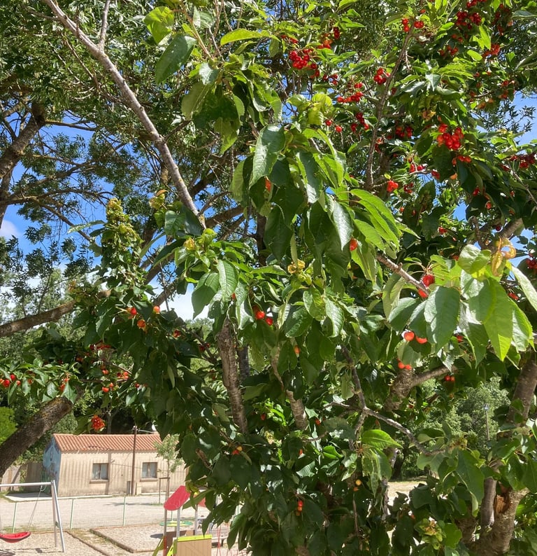Cherry trees growing wild by the stade.