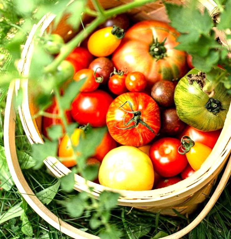 Tomatoes in a basket just picked from the garden - At Villa Eats we select the fines ingredients 