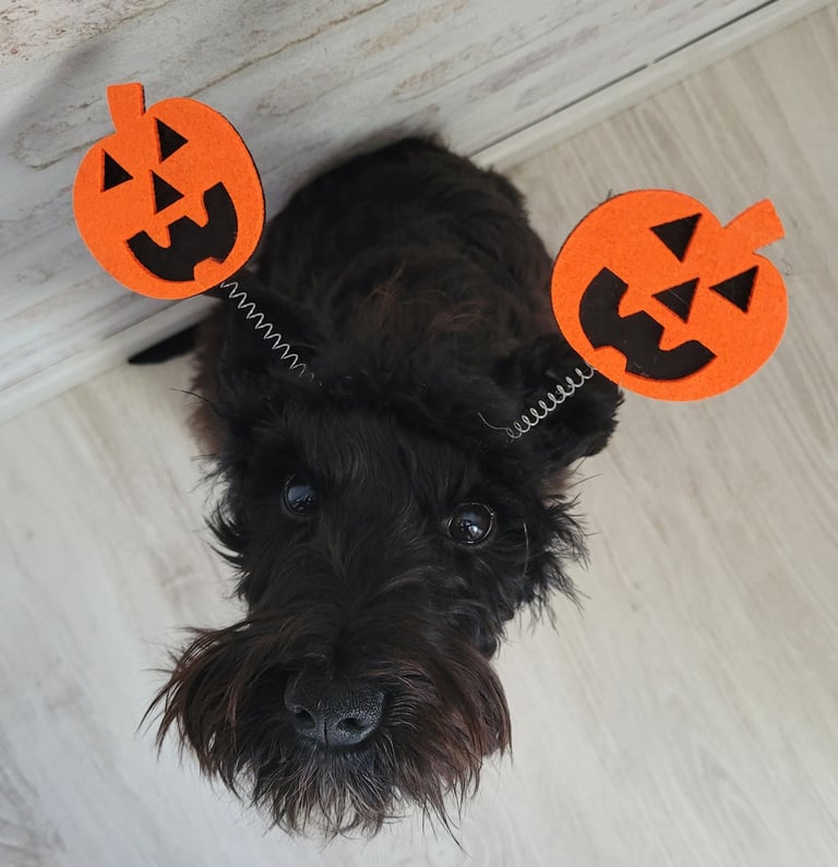 Chiot Schnauzer nain noir
