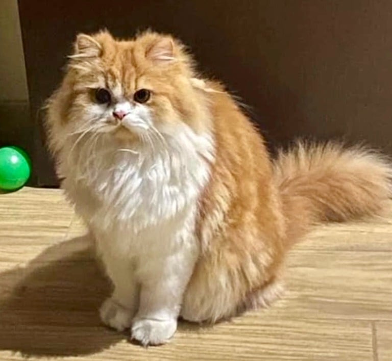 Tommy - Single Male Orange & White Domestic Long Hair