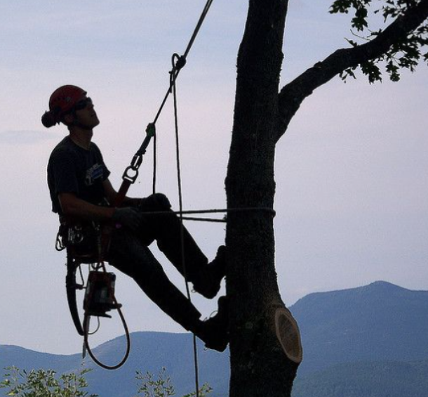 Saw Good Tree Surgeons team at work