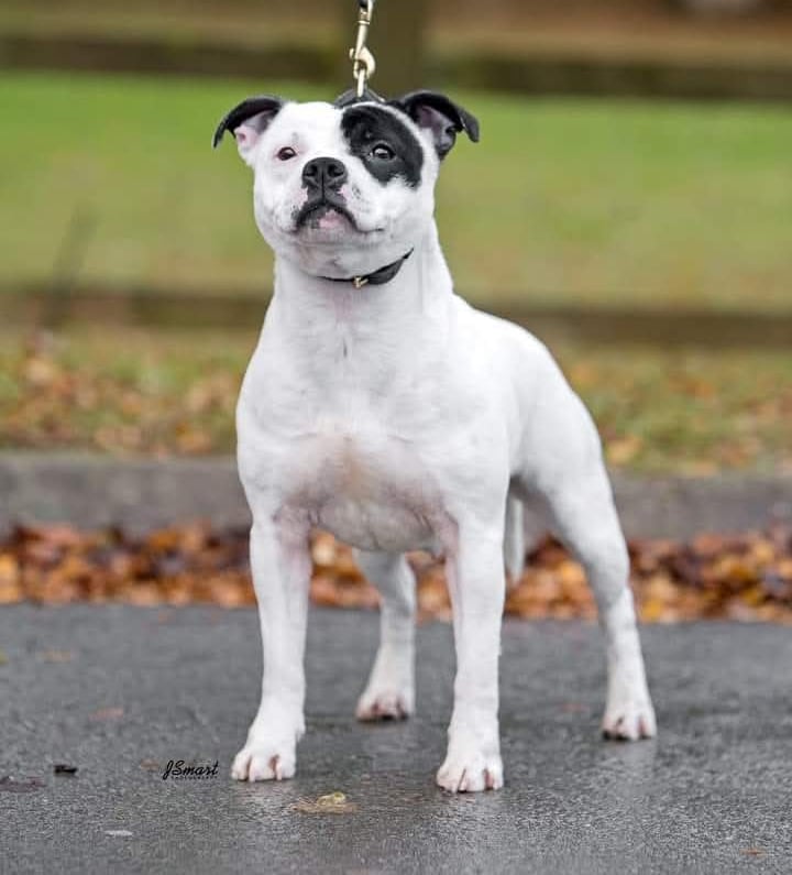 staffordshire bull terrier bianco pedigree enci fci importata dalla Spagna, partecipa al Cruft
