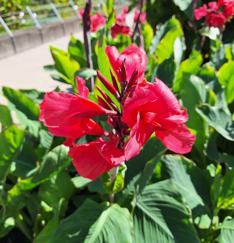 one red Canna blooming around other plants