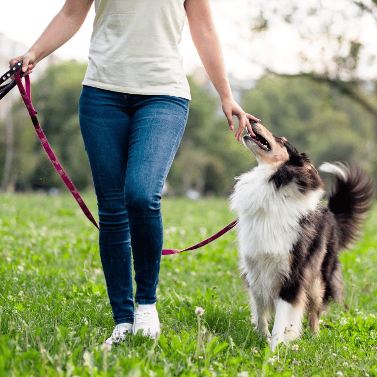 Hund zieht an der Leine