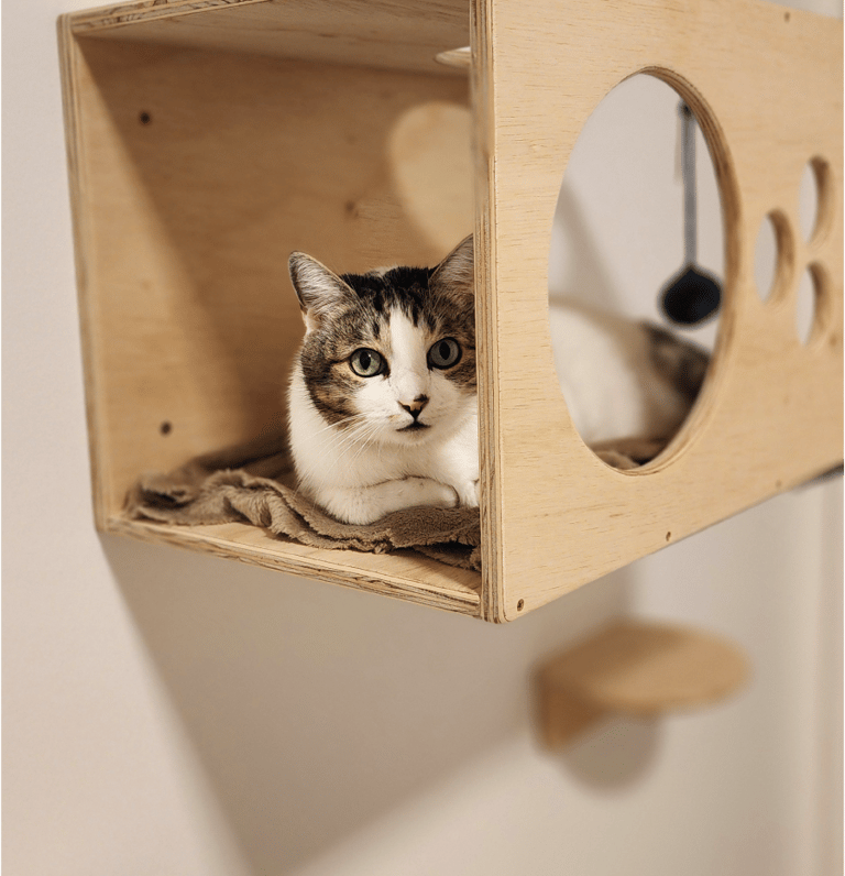 Um gato deitado dentro de um nicho de gatificação olhando para a câmera.