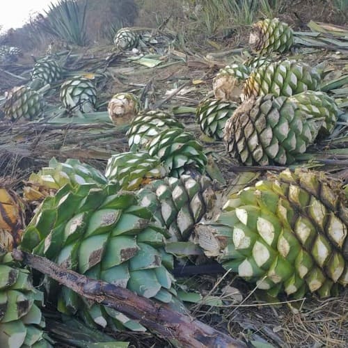 piñas para la elaboracion de mezcal 