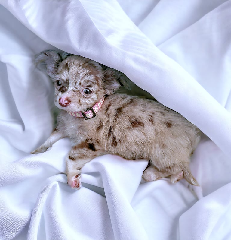 long haired lilac merle chihuahua puppy for sale near me