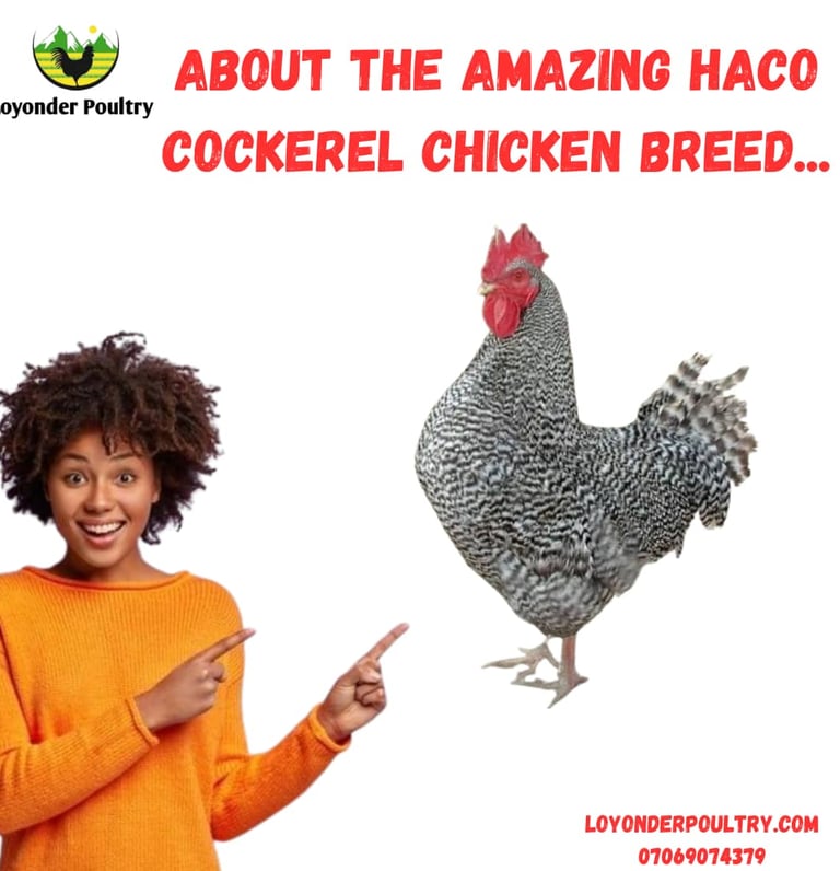 black cockerel image