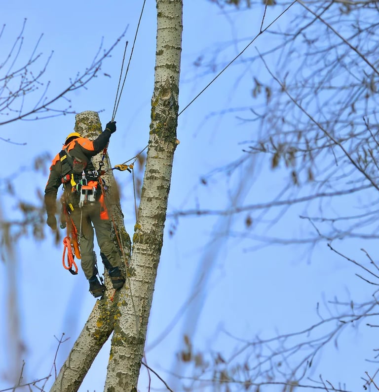 Rooted Brothers Safely Climbing & Removing Tree Top