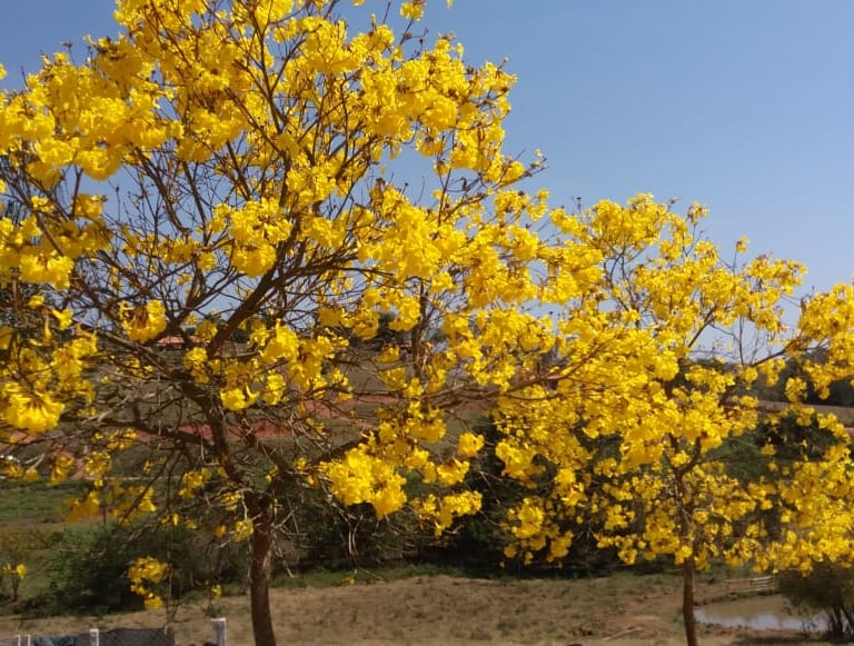 Ipê Amarelo
