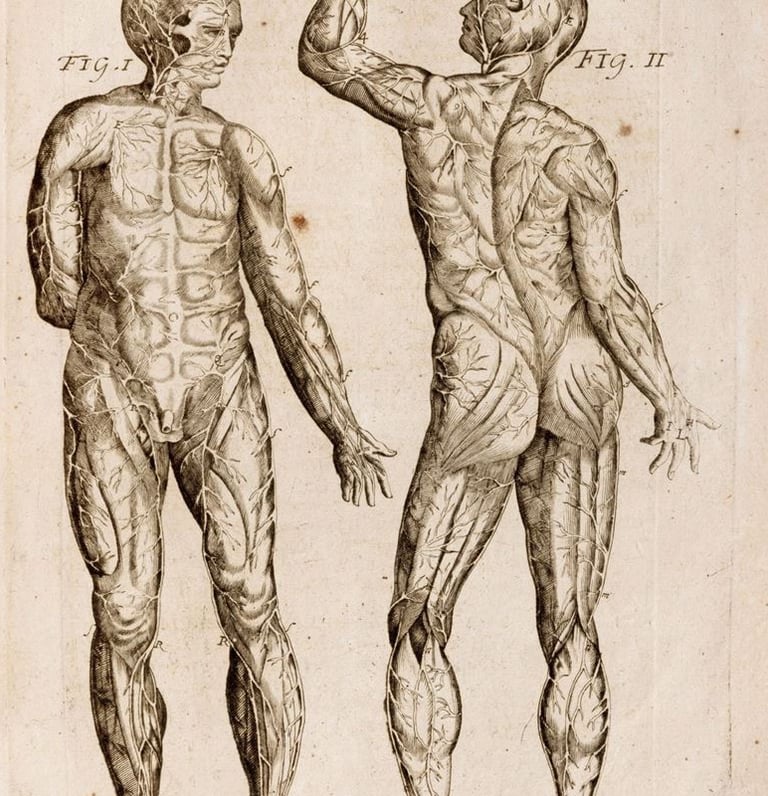 antica immagine anatomia