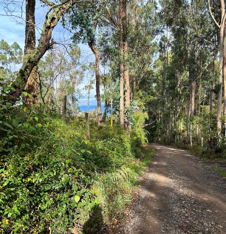 Caminos tranquilos en medio de la naturaleza