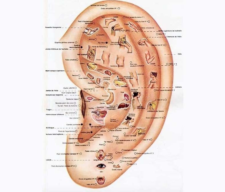 Cartographie réfexologie auriculaire Florence Lemaire