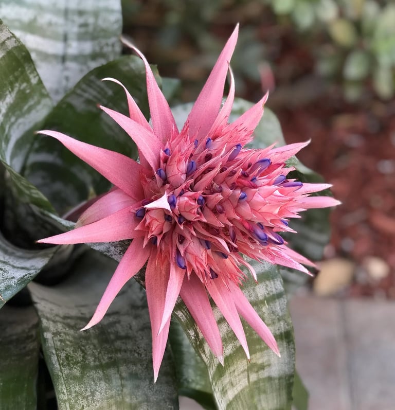 photo: a bright pink spiky flower emerging from a green snake plant