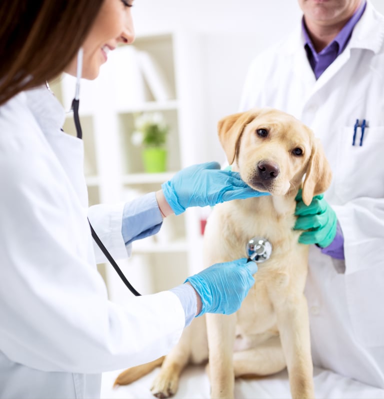  TKEL veterinario a domicilio  TOMARES