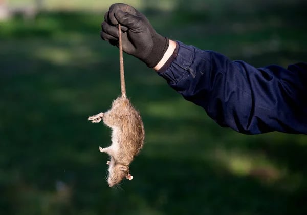 traitement rats traitement rats traitement rats traitement rats traitement rats traitement rats