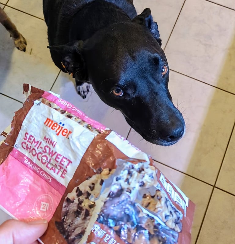 a dog is standing in front of an empty bag of chocolate chips