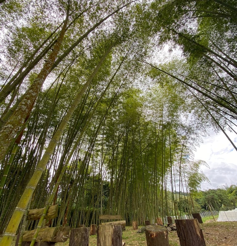 Zona de relajación, hamacas, fogatas.