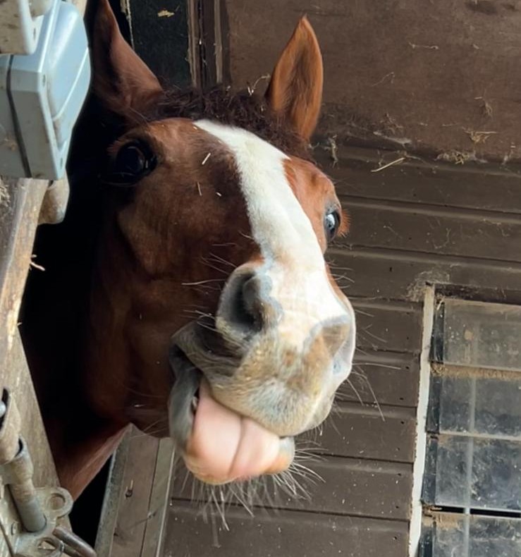 Chestnut Horse