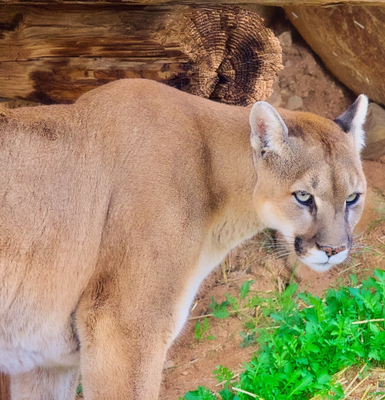 A powerful mountain lion or cougar standing near a wooden log in its natural habitat.