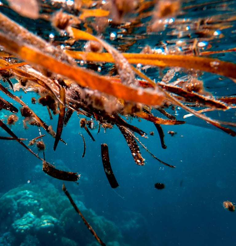 Kelp seaweed used to make seaweed extract