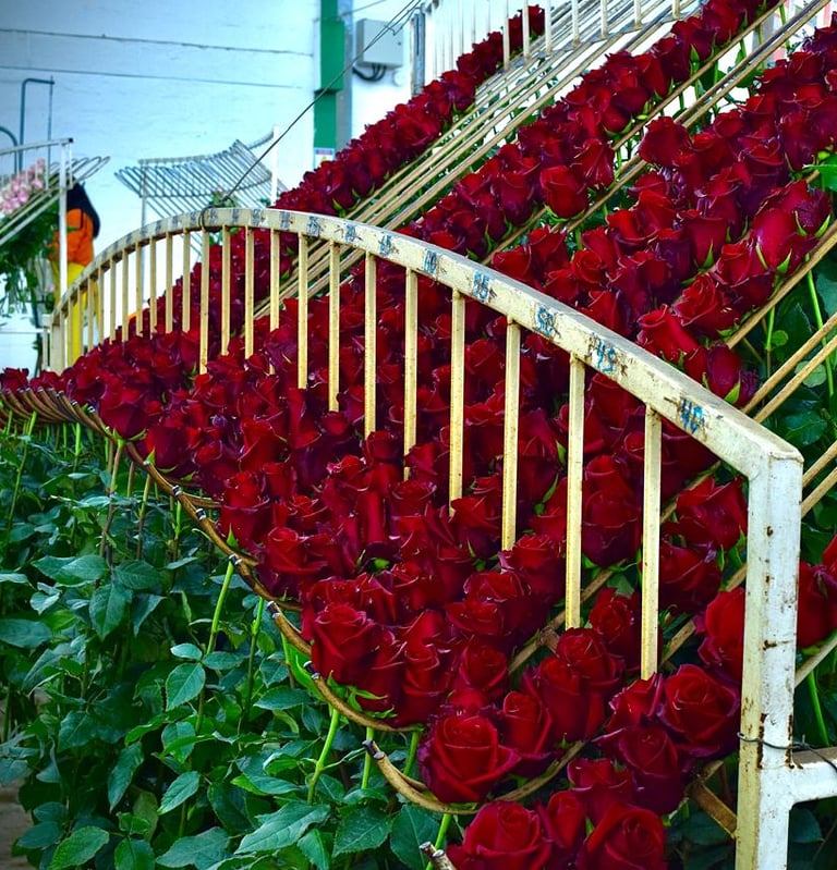 rose farms