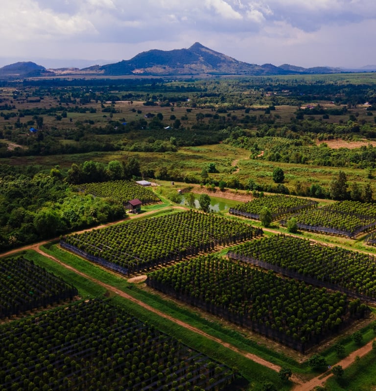 a large field with a lot of trees and mountains in the background