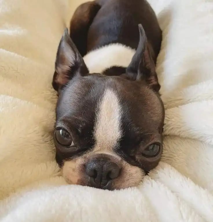 Boston Terrier Blanco y Negro Recostado sobre una cama para perros beige - De los Kiris