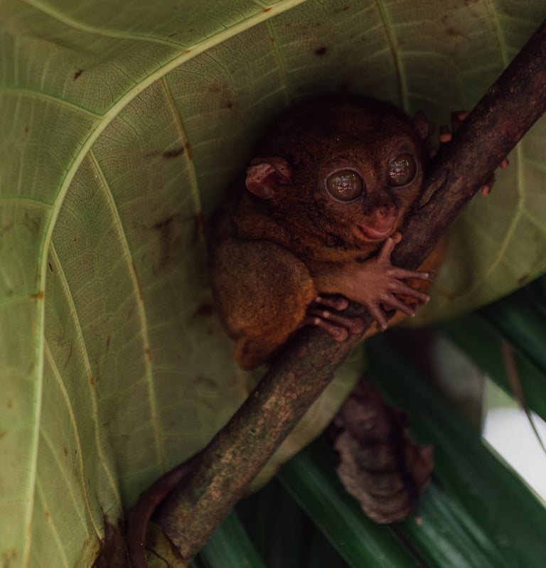 a small animal sitting on a leafy tree branch
