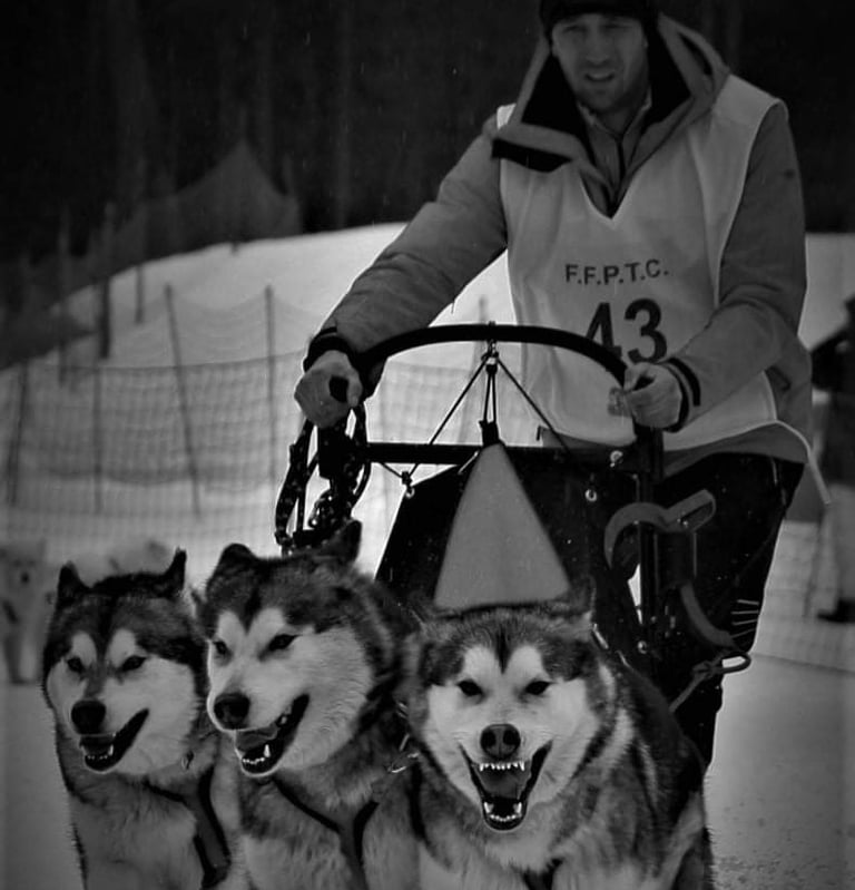 Mucheur avec trois malamutes d'Alaska en pleine course sur une piste enneigée en Laponie