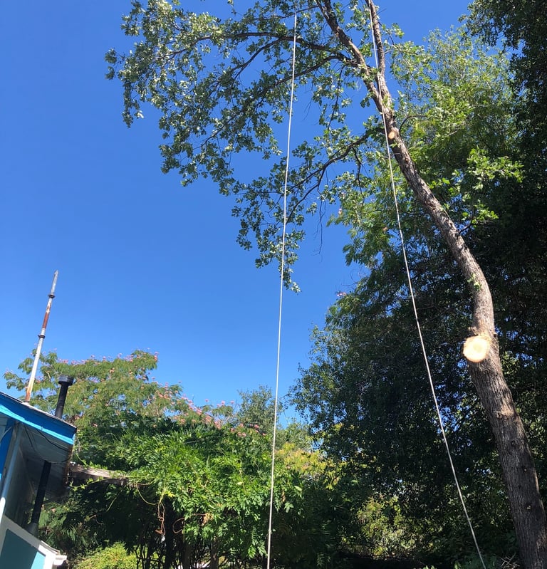 recently trimmed tree with hanging arborist rope