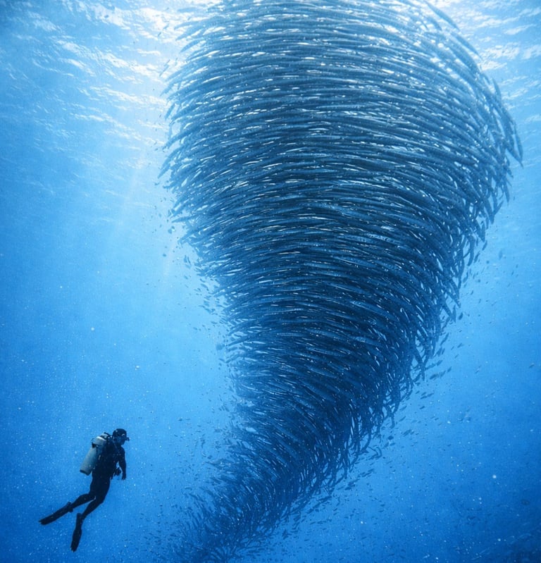 A scuba diver explores a massive swirling tornado school of jack fish in the deep blue ocean.