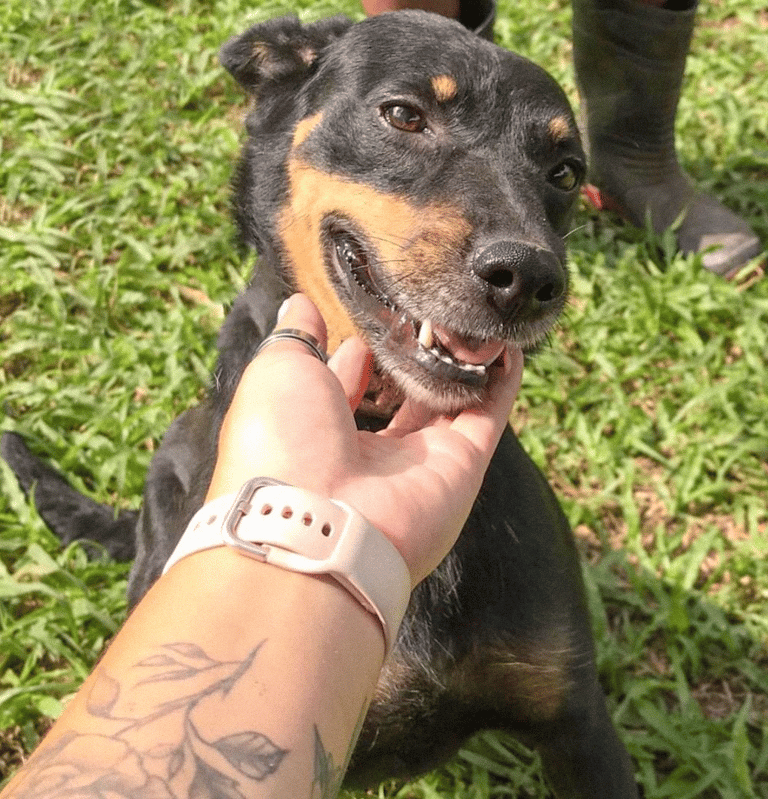 Cachorro da ONG Paraíso dos Focinhos recebendo carinho
