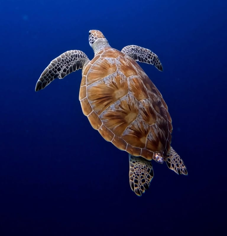 Sea turtle swimming freely in Gili Trawangan's clear blue waters.