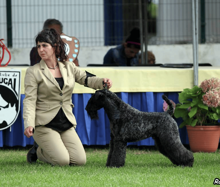 peluquería canina de exposición