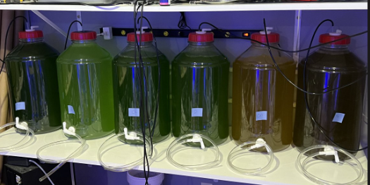 algae bottles