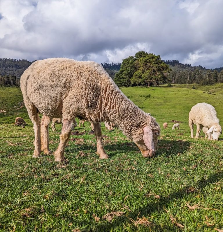 Mannavanur sheep