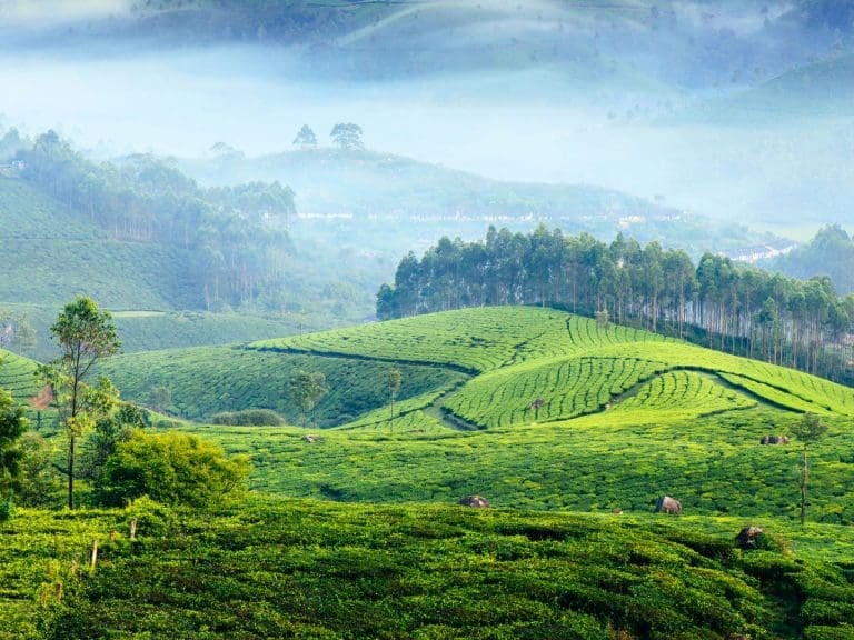 Ananthapuri Cabs-Thiruvananthapuram to Munnar Tour Package