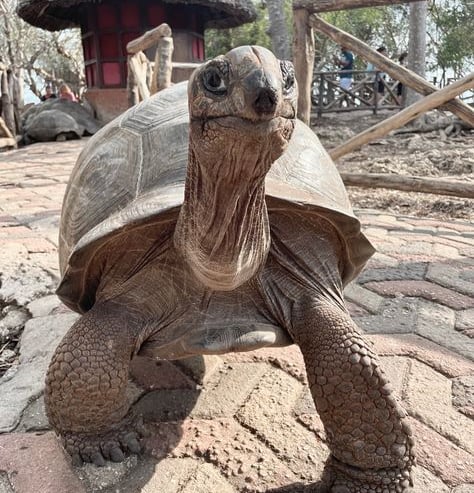 A close-up shot of a giant tortoise at the sanctuary. Capture unforgettable moments with Zanzibar’s tortoises